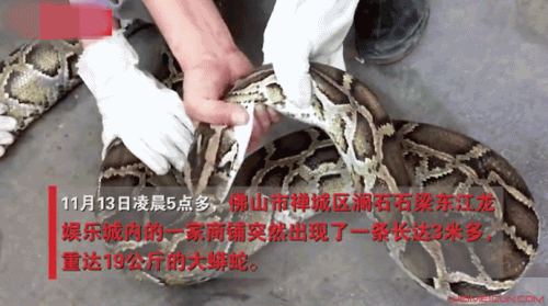 40斤巨蟒藏身10年 它靠什么存活网友的评论太搞笑了