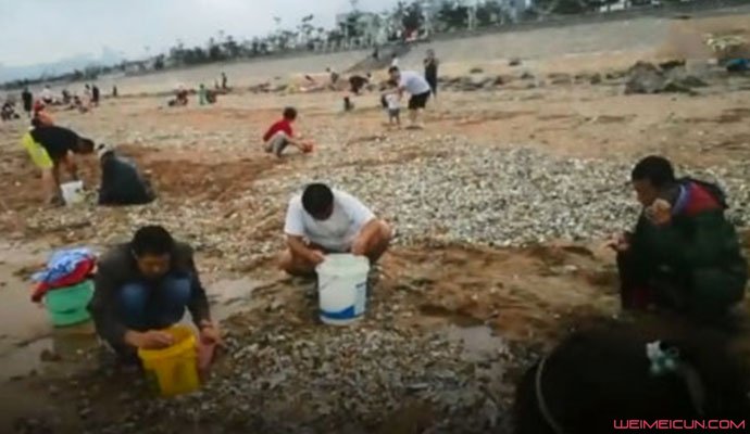 青岛市民捡拾海鲜 青岛市民捡拾海鲜