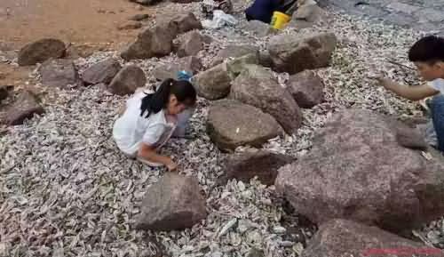 利奇马过后满地海鲜 利奇马过后满地海鲜