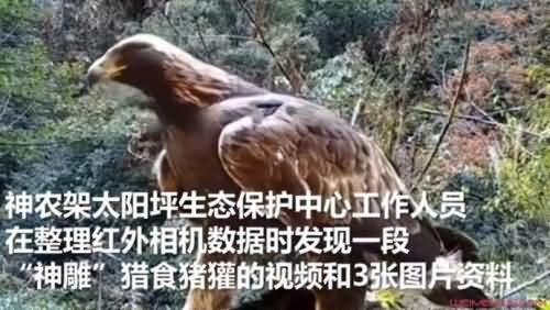 神农架1.2米金雕怎么了 神农架1.2米金雕怎么了