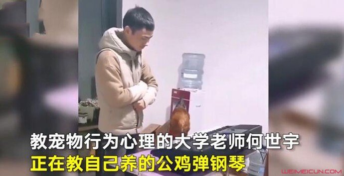 老师教公鸡弹钢琴 老师教公鸡弹钢琴