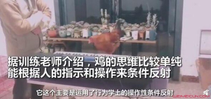 老师教公鸡弹钢琴怎么回事 老师教公鸡弹钢琴怎么回事