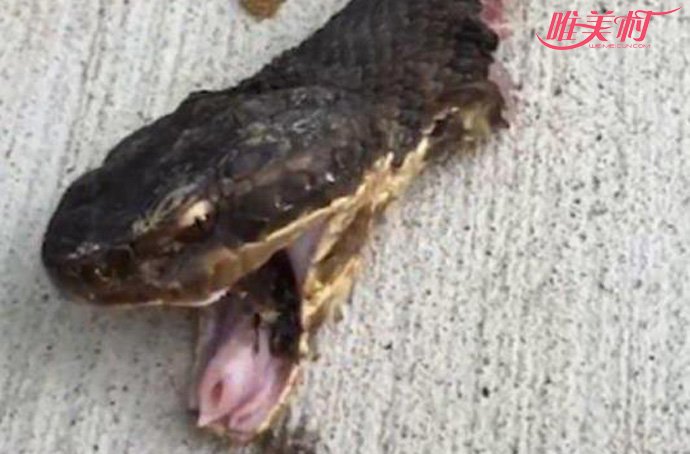 蛇张口攻击
