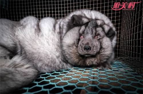 狐狸被养成怪物