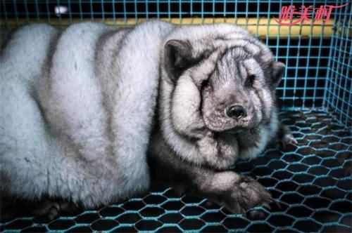 被养成怪物的狐狸