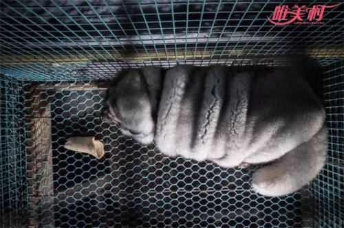 狐狸被养成怪物