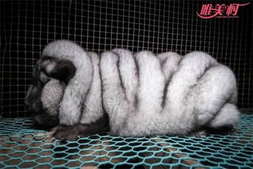 狐狸被养成怪物