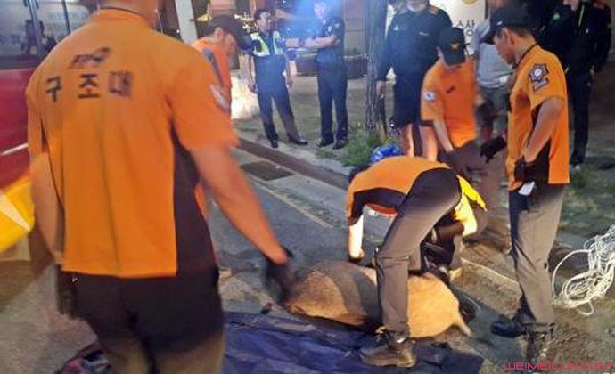 首尔现野猪群 首尔现野猪群