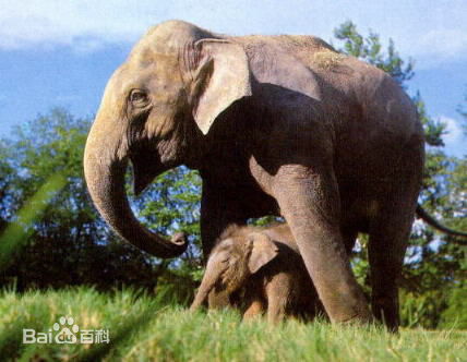 大象的寿命约为多少年 非洲和亚洲的象区别