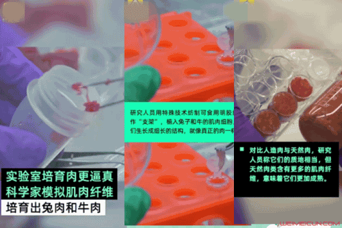 哈佛造出人造兔肉 哈佛造出人造兔肉