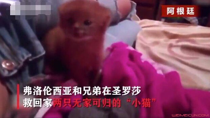 小奶猫是美洲狮 小奶猫是美洲狮