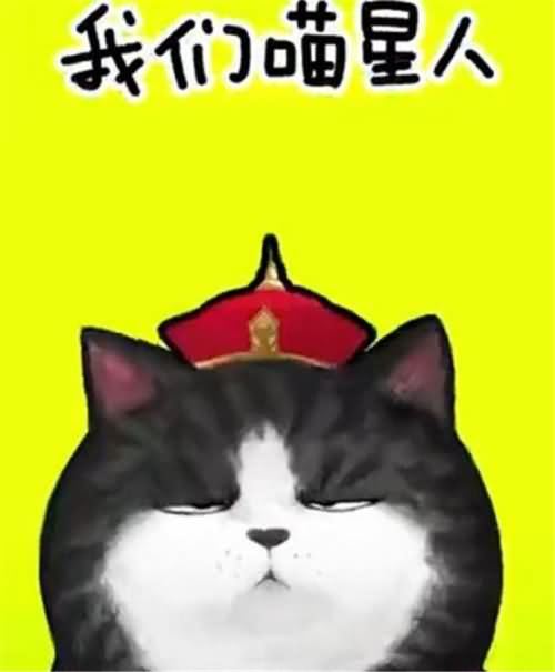 我们喵星人 我们喵星人
