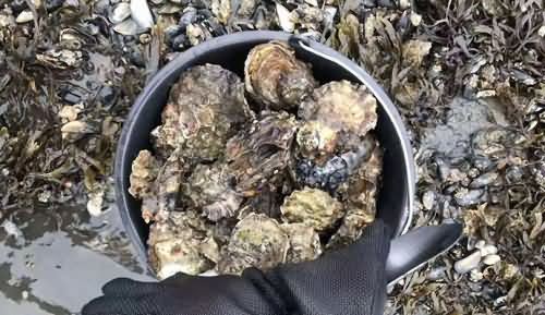 华人去挖丹麦生蚝