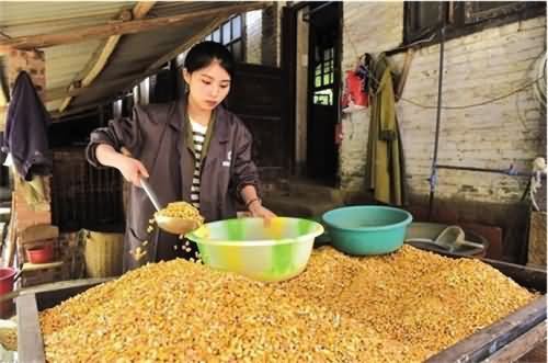 女大学生返乡养豪猪
