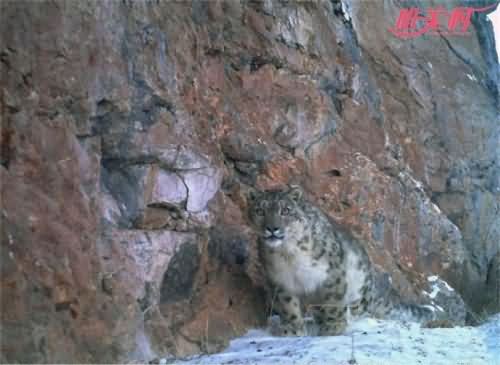 青海首次发现雪豹 高原生态系统旗舰物种