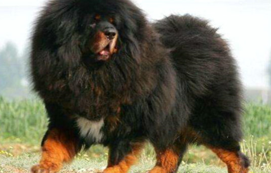 世界上最大的藏獒王是什么藏獒王比尔直线高度18米