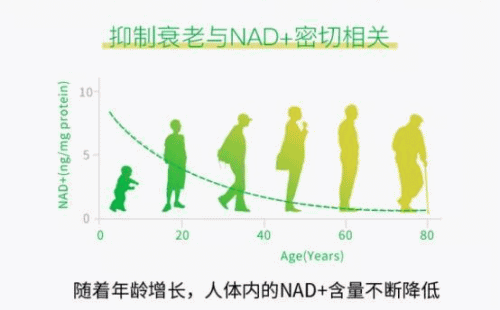 揭秘热门抗衰老物质杉宝NMN2020-8-13 16:14:27