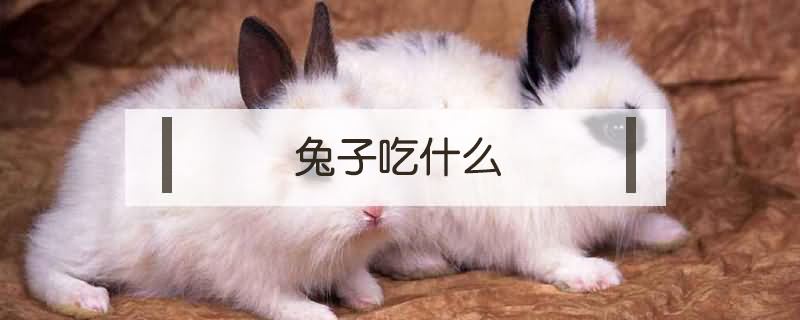 盘点宠物兔子吃什么食物?宠物兔子吃什么食物