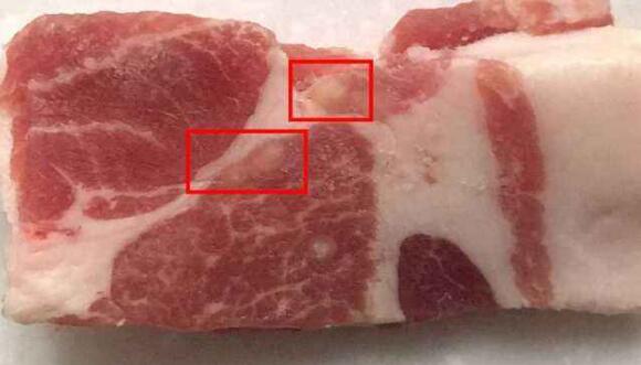 米猪肉和脂肪粒区别图图片