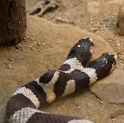 世界上有三头蛇吗(2) - 今日看点