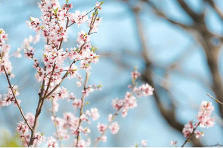 描写春天景色的诗句，用唯美意境告诉你们春天的美   