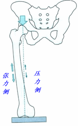 颧骨内推为什么首选张力带固定技术2021-1-18 14:30:39