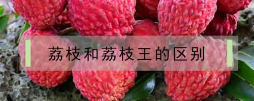 荔枝和荔枝王的区别 荔枝和荔枝王的区别