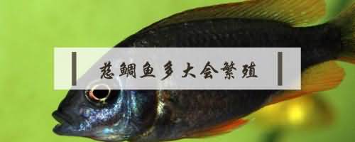 慈鲷鱼多大会繁殖 慈鲷鱼多大会繁殖