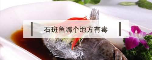 石斑鱼哪个地方有毒 石斑鱼哪个地方有毒
