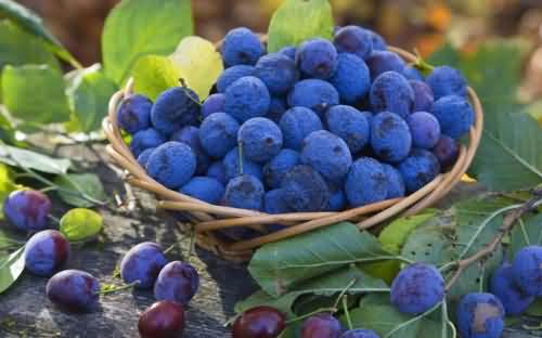 蓝莓图片大全，蓝莓干图片，蓝莓树图片