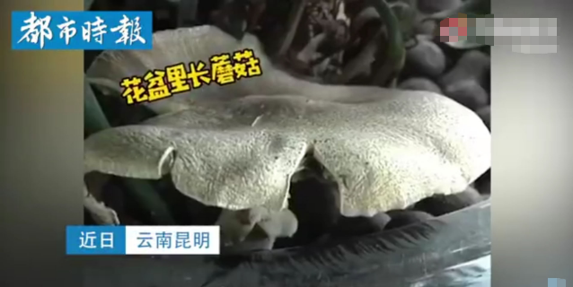 昆明一办公室内长出巨