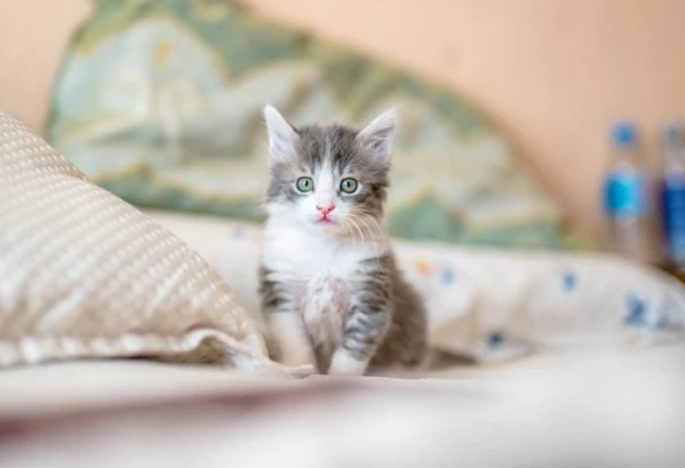 猫咪接种疫苗需要注意什么