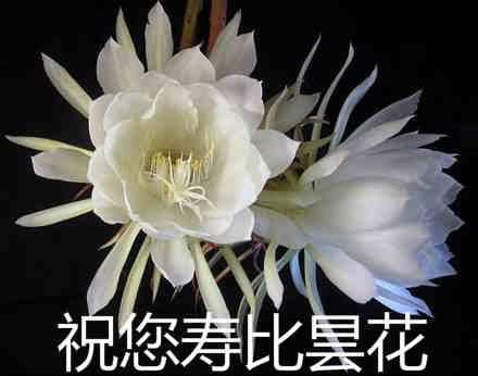 祝您寿比昙花出处哪里？