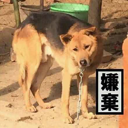 双标狗网络语言是什么意思？