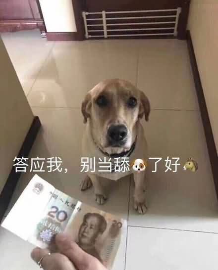 舔狗舔到最后一无所有表情包